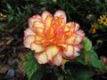 Begonia X Tuberhybrida